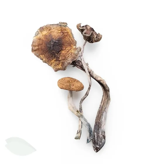 Aztec God Mushrooms – a powerful and mystical mushroom strain known for its mind-expanding effects and vivid, spiritual journey. Perfect for those seeking deep introspection and connection to higher realms. Buy online now with fast, discreet shipping