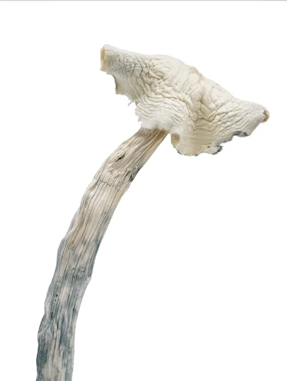 Albino Amazonian is a special psilocybin cubensis mushroom strain. Amazonian is an OG classic magic mushroom strain and long-time favourite of ‘shroom lovers.