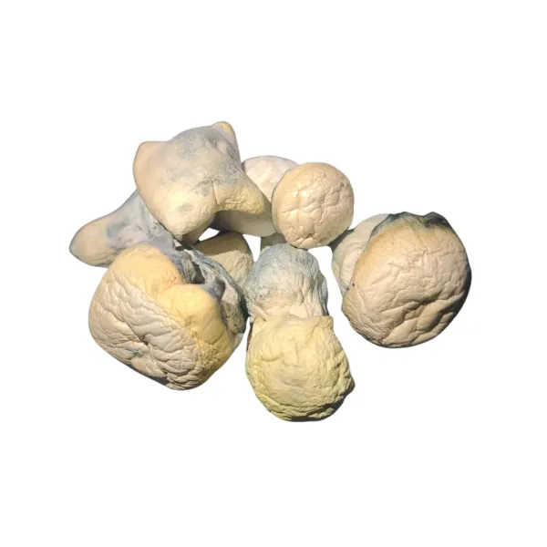 Albino Emerald Gates – a rare and powerful mushroom strain known for its vibrant potency and transformative effects. Perfect for deep exploration and mindful experiences. Buy online now with fast, discreet shipping