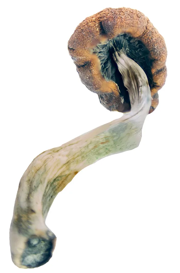 Cambodian Mushrooms – a popular and potent strain known for its uplifting effects, creativity boost, and vibrant visuals. Perfect for those seeking an energetic and spiritual journey. Buy online now with fast, discreet shipping