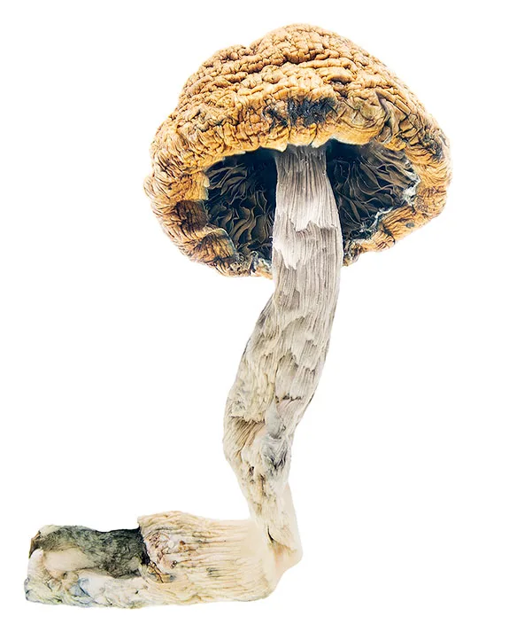 Buy Mazatapec mushrooms online – a revered Psilocybe cubensis strain known for spiritual introspection, vivid visuals, and a smooth psychedelic experience.