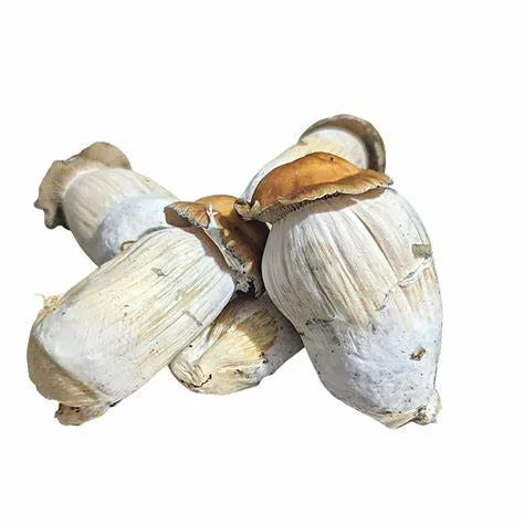 Hillbilly Mushrooms – a popular and potent strain known for its balanced effects, offering a mix of euphoria, creativity, and mild visuals. Ideal for those looking for an enjoyable and smooth experience. Buy online now with fast, discreet shipping