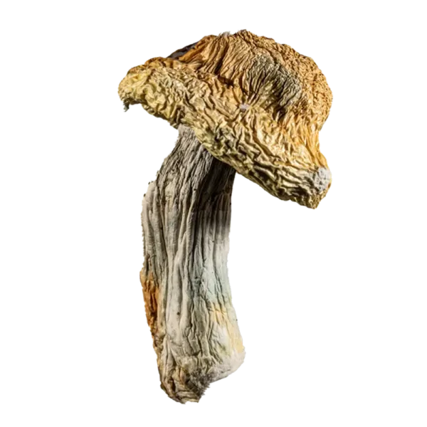 Bluey Vuitton Mushrooms – a unique and potent strain known for its intense effects and vibrant visuals. Perfect for those seeking a high-quality, mind-expanding experience. Buy online now with fast, discreet shipping