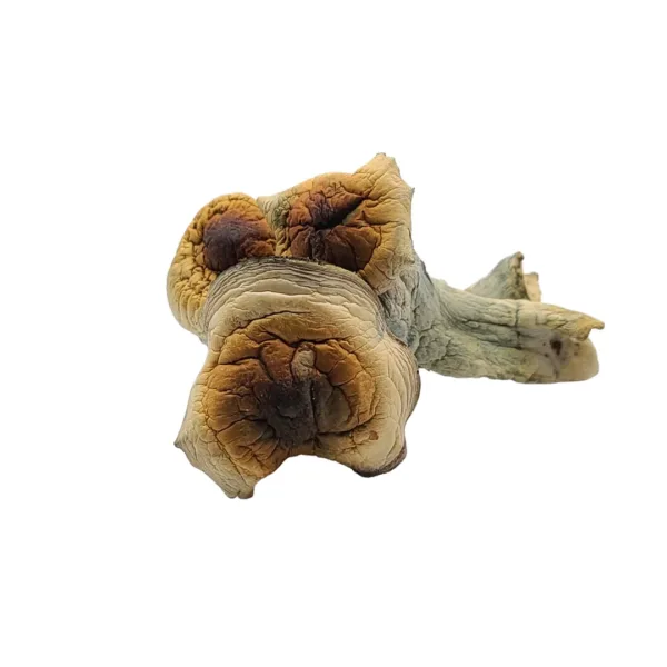 Buy Steel Magnolia mushrooms online – a rare and potent Psilocybe cubensis strain known for its strong psychedelic effects and deep introspective experiences.