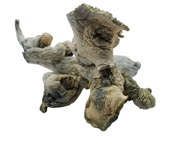 Buy True Albino Cambodian mushrooms online – a rare and potent Psilocybe cubensis strain known for its clean visuals and smooth, euphoric psychedelic experience