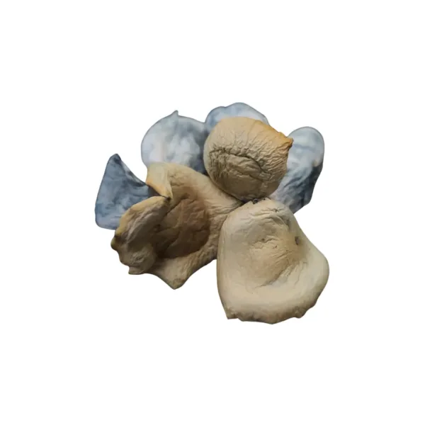 Buy Koh Samui mushrooms online – a potent Psilocybe cubensis strain from Thailand, known for its energetic and euphoric psychedelic effects.