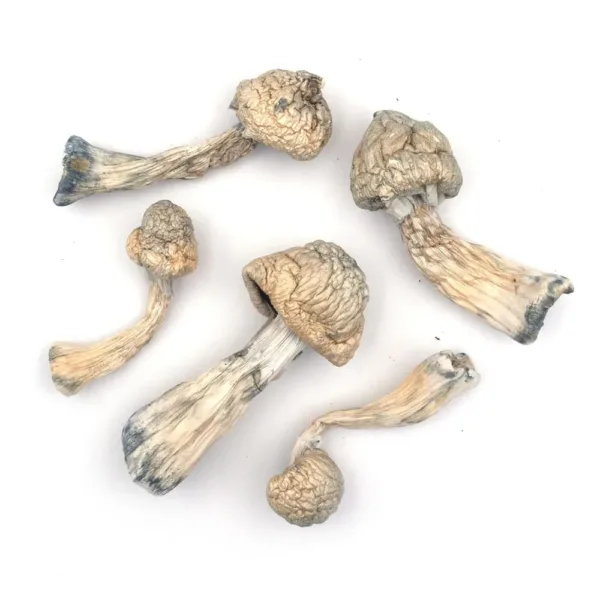 Buy Penis Envy mushrooms online – a potent Psilocybe cubensis strain renowned for its high potency, intense visuals, and profound psychedelic effects