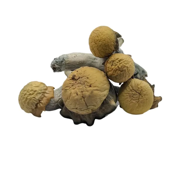 Blue Storm Mushrooms – a potent and visually striking strain known for its strong, euphoric effects and deep, introspective experiences. Perfect for those seeking a powerful journey with lasting effects. Buy online now with fast, discreet shipping