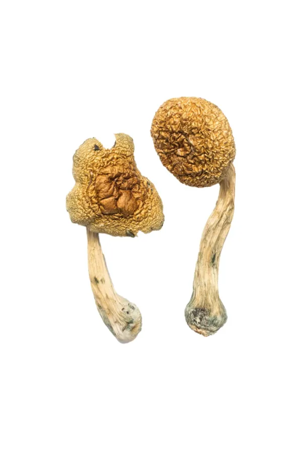 African Transkei Magic Mushrooms (Psilocybe Cubensis, African Transkei), aka South African Transkei (SAT) is the first and one of the only P. Cubensis strain originating out of the continent of Africa. It is …